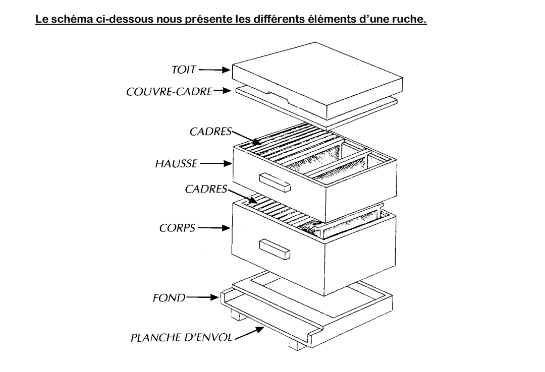 Plan de ruche — vue 1