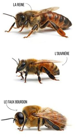 Les trois castes de la colonie