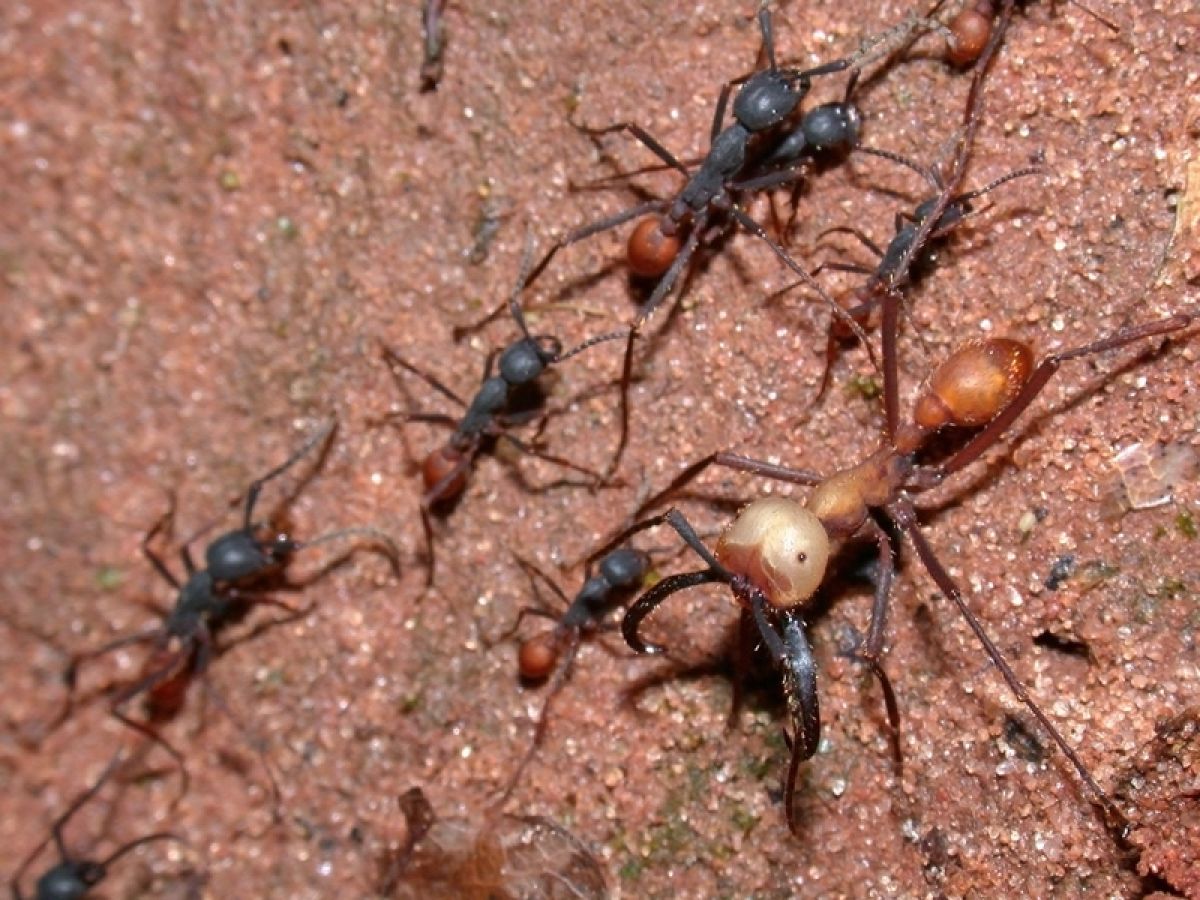 Fourmis légionnaires ou carnivores