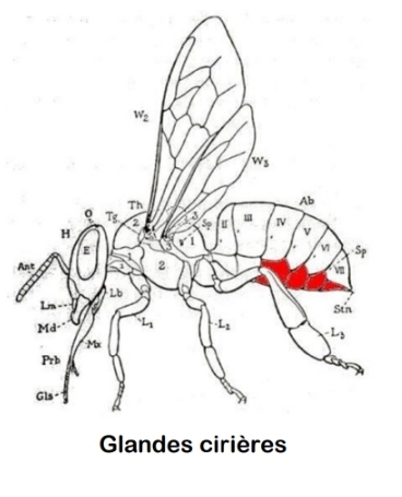 Glandes cirières de l'abeille