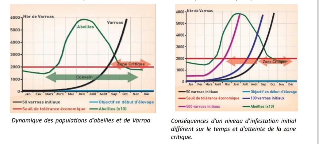 Graphique de suivi du varroa
