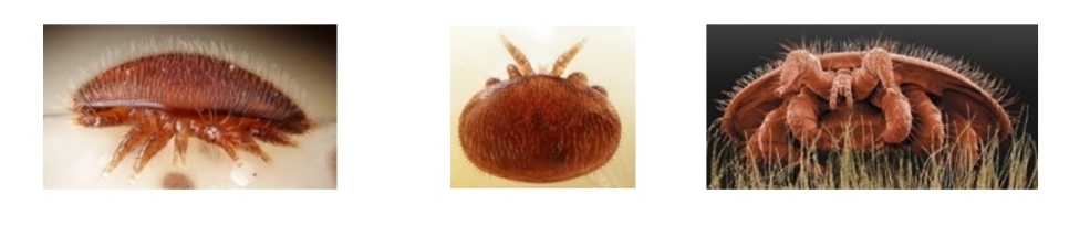 Varroa destructor
